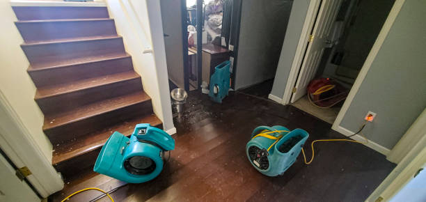 Best Local water damage restoration  in Adrian, MN