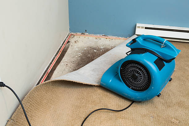 Best Water damage restoration services  in Adrian, MN